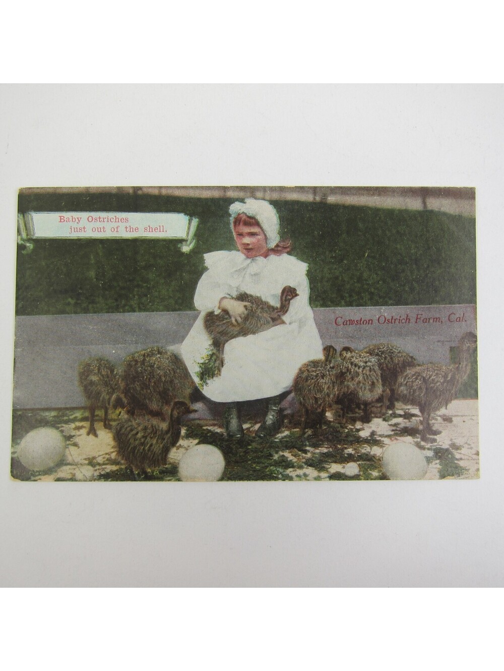 Postcard California Cawston Ostrich Farm Baby Ostriches Shells Antique Unposted